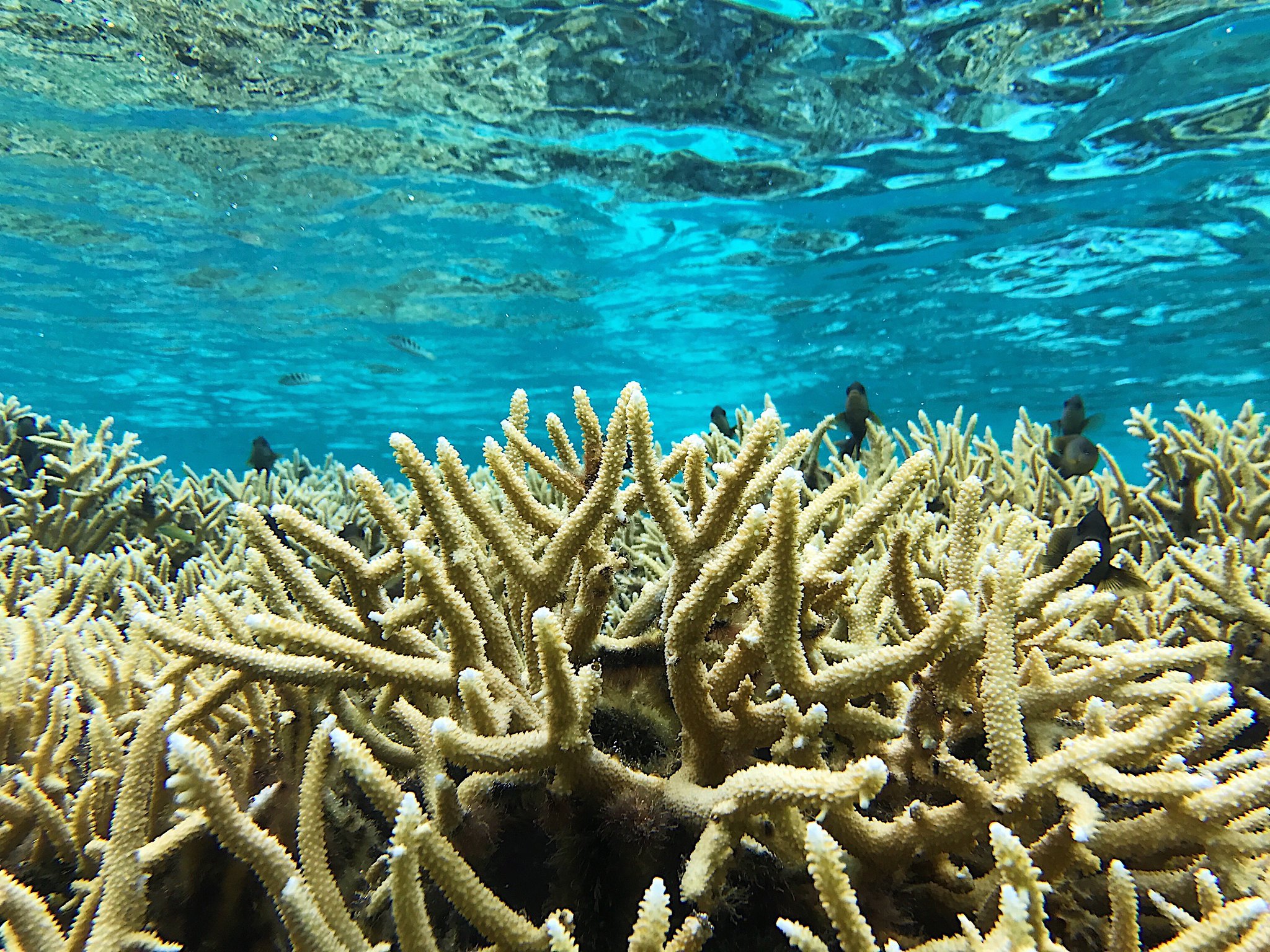 coral from below the water