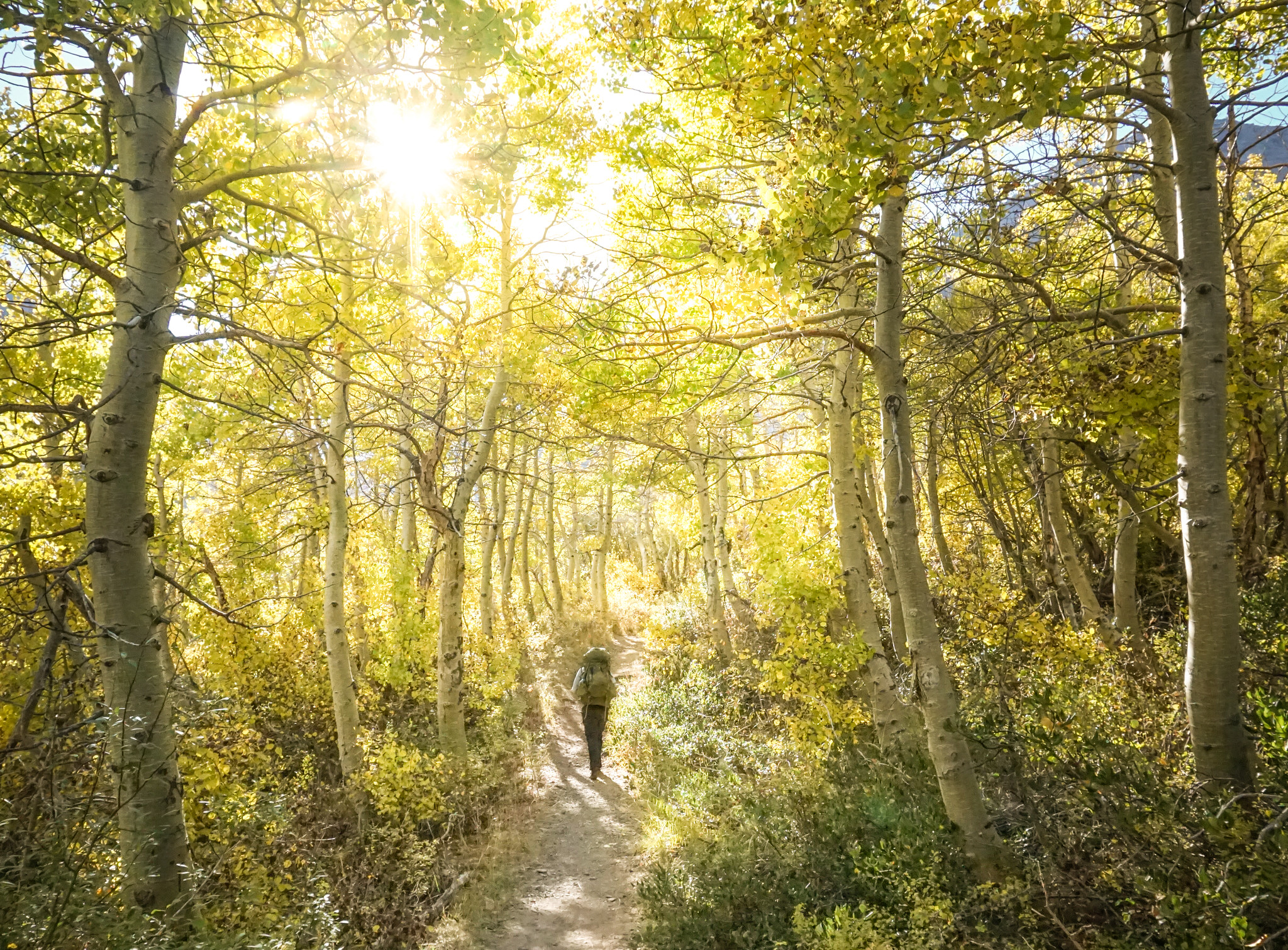 A backpacker walking through a forest of aspen trees with golden leaves