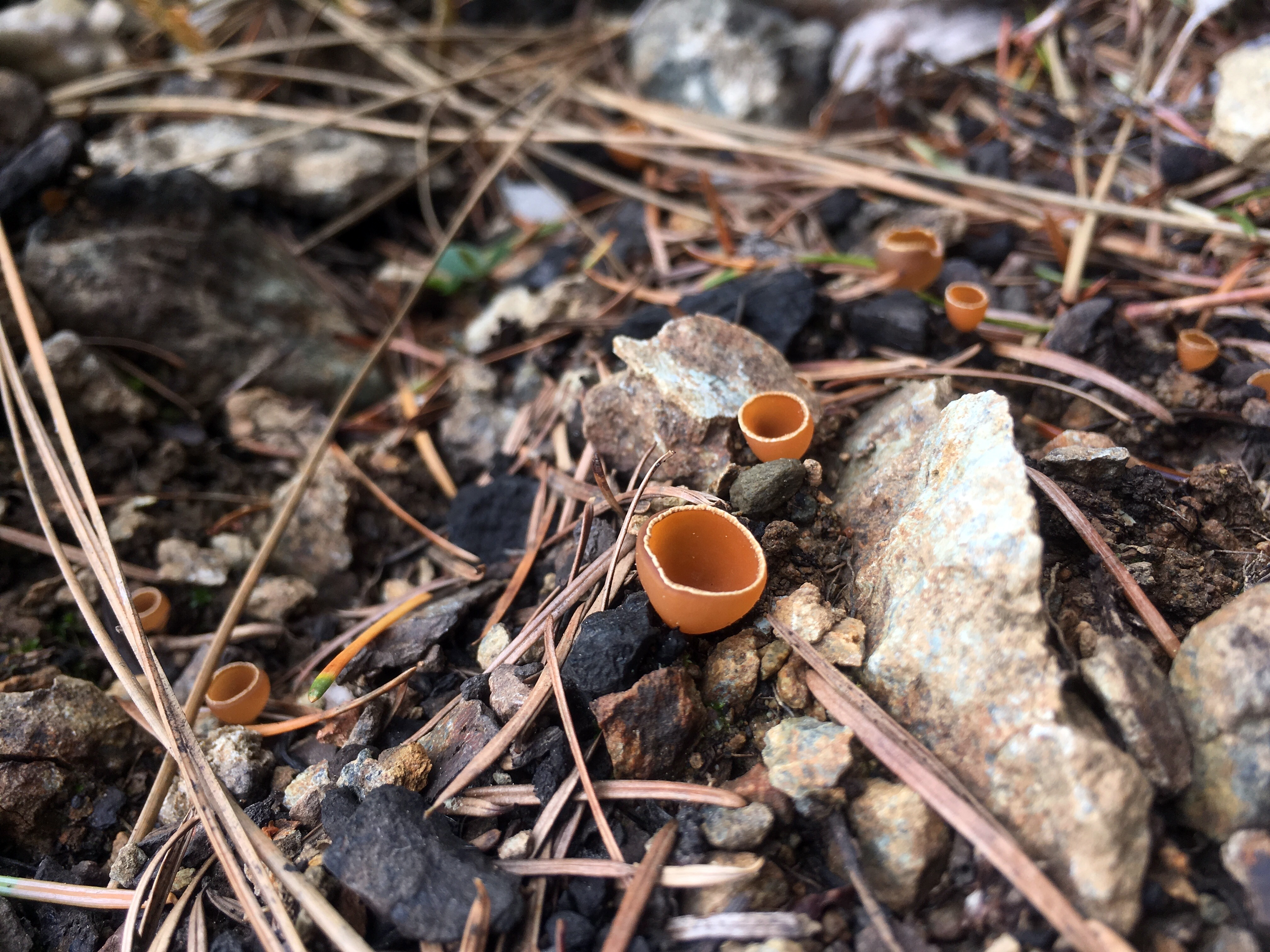 Fungus growing among charcoal