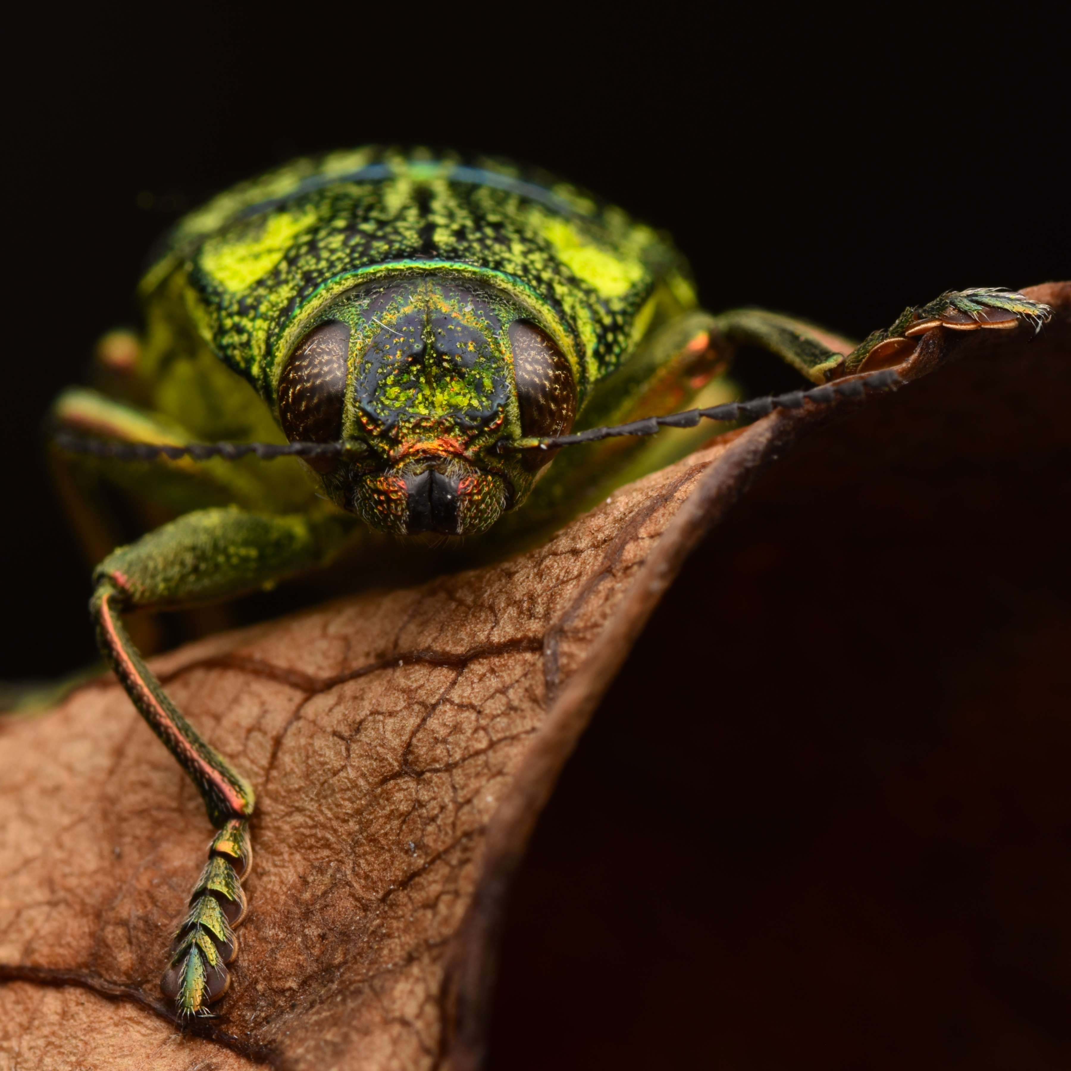 A beetle up close