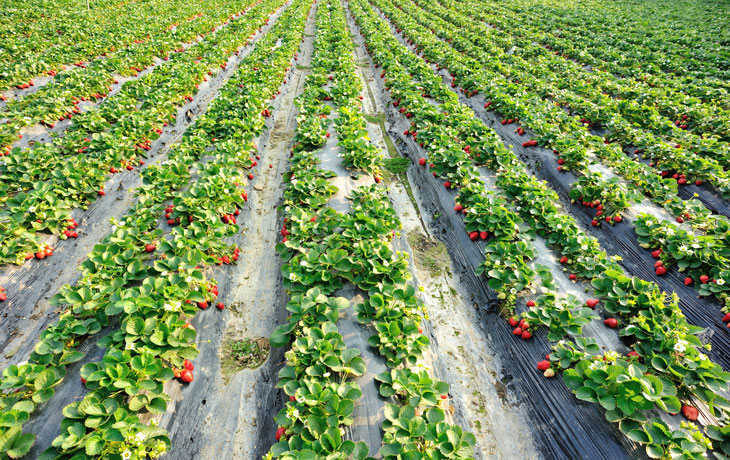 Image of strawberry fields