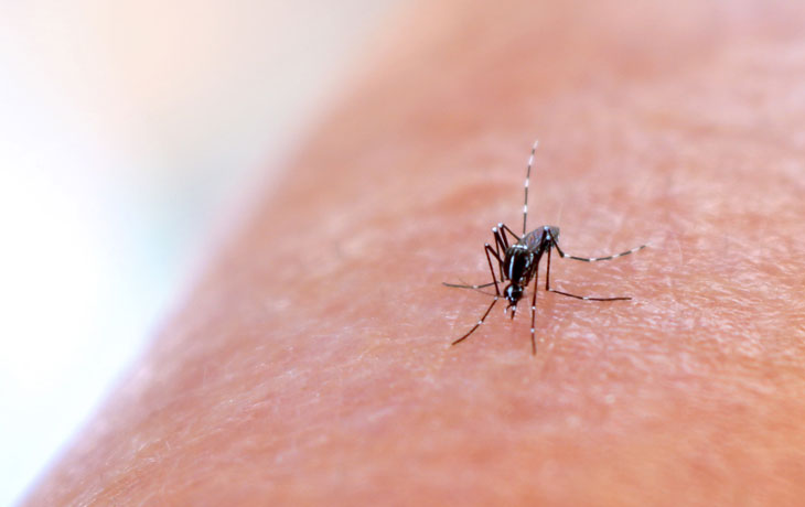 An Aedes mosquito