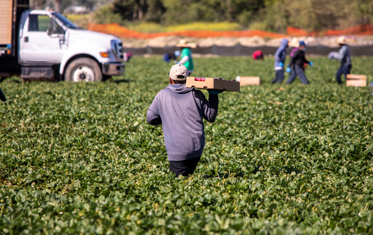 A man with his back to the camera walks through a field holding a box of strawberries.