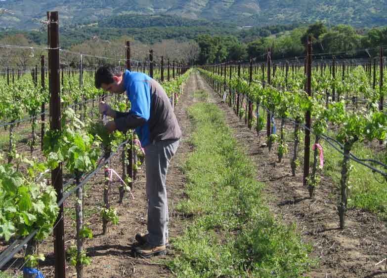 Man taking measurements from grapes being grown monoculturally