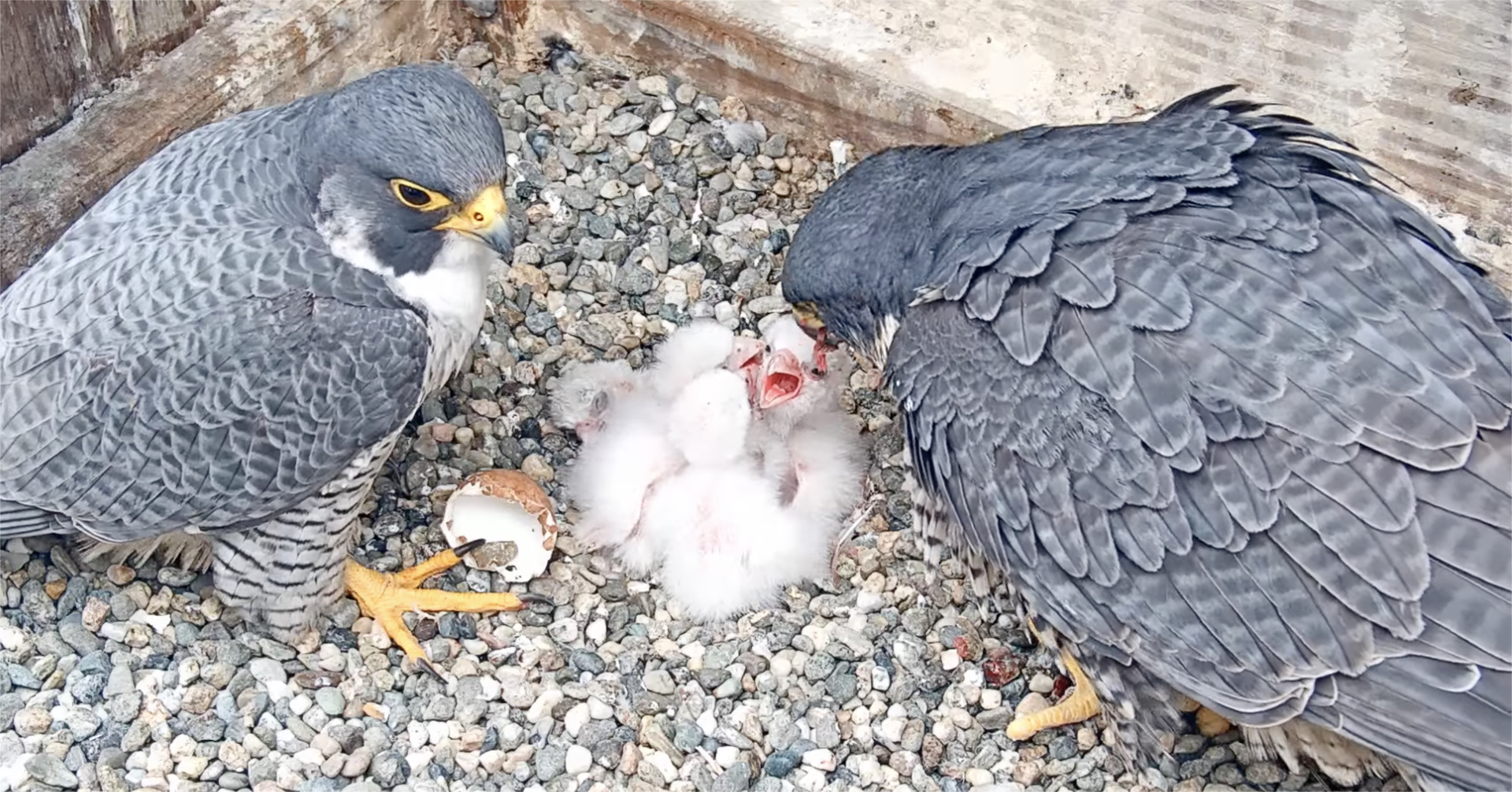 Archie and Annie with Chicks