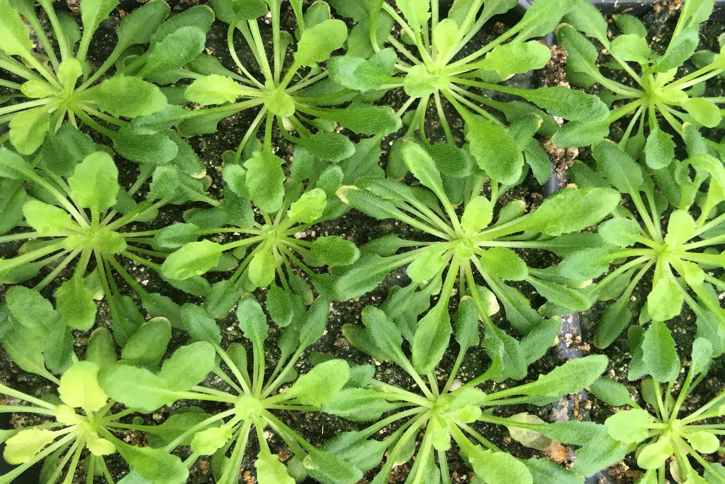 Close up of seedlings in a plug tray