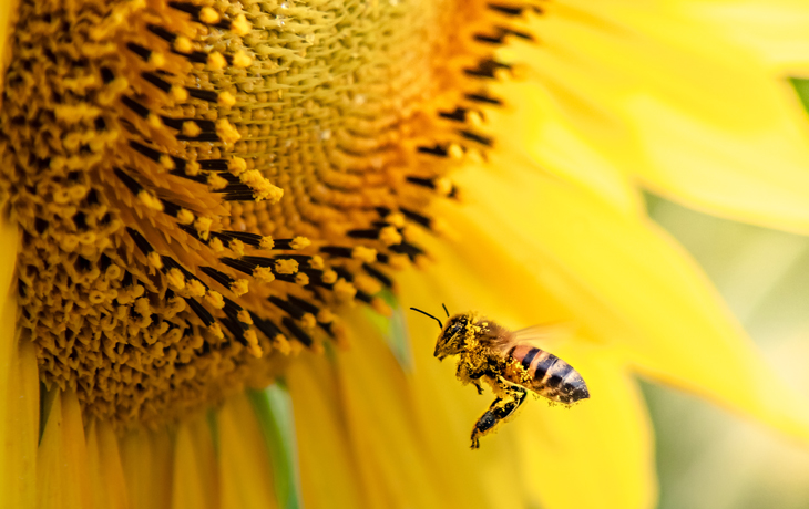 image of bee on sunflower