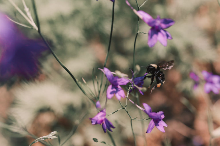 The farm is full of native pollinators, such as this bumble bee.