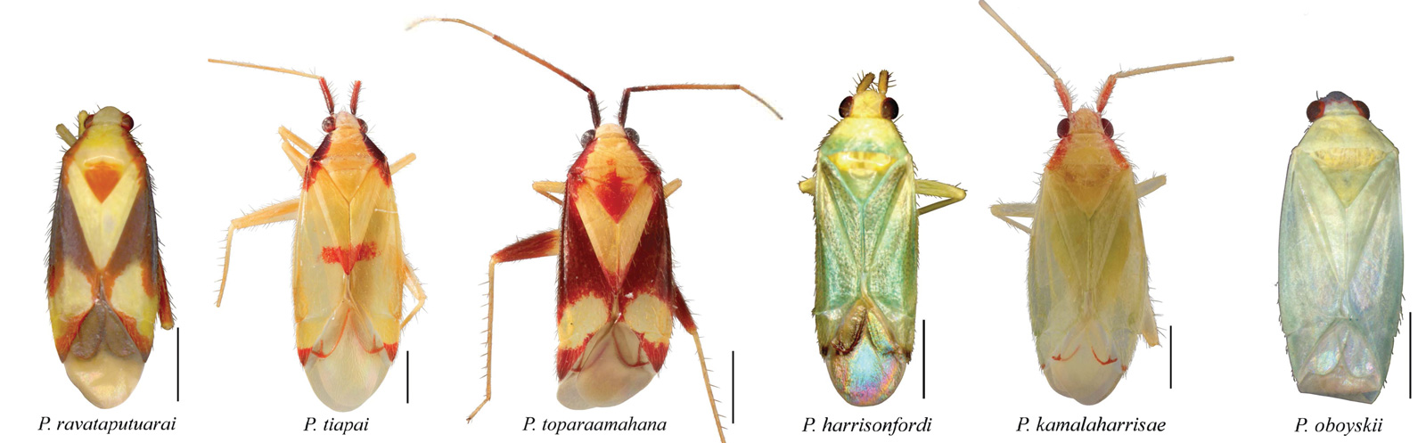 Composite of different Pseudoloxops