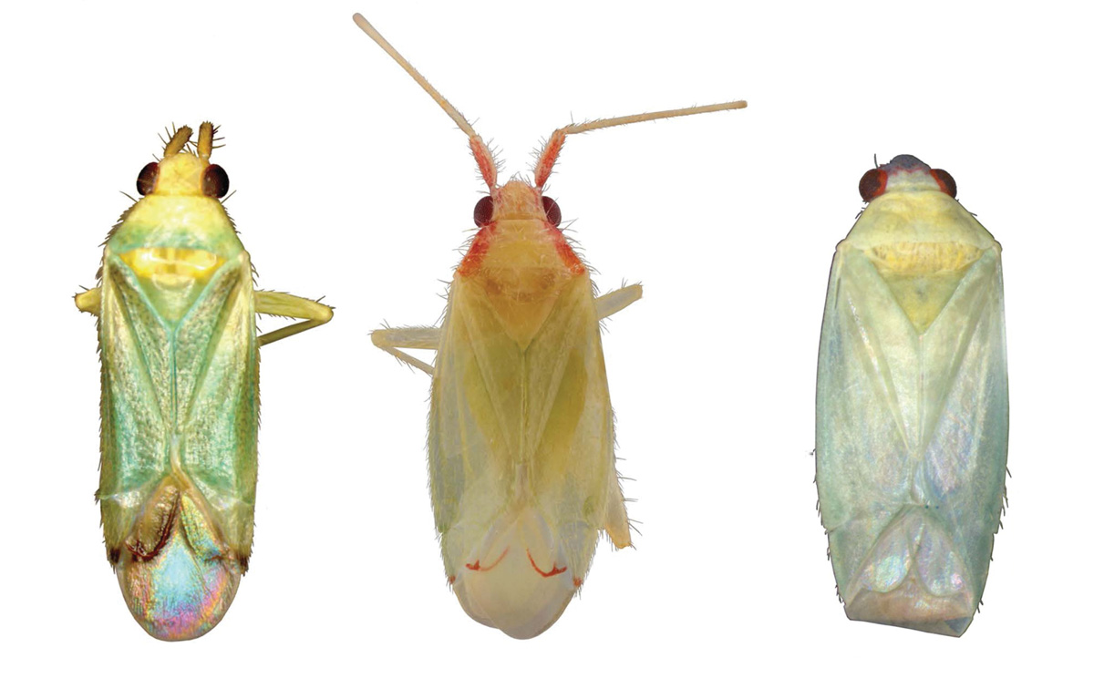 A composite image of three bugs