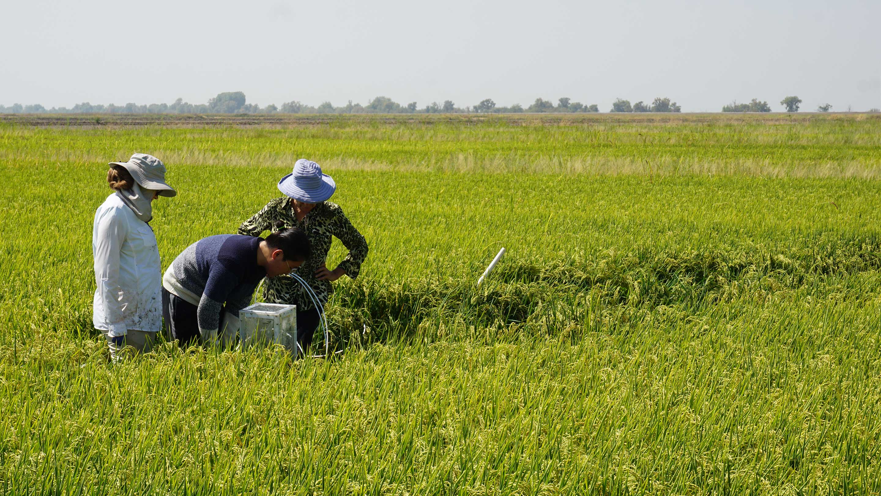 Three researchers working in a rice field