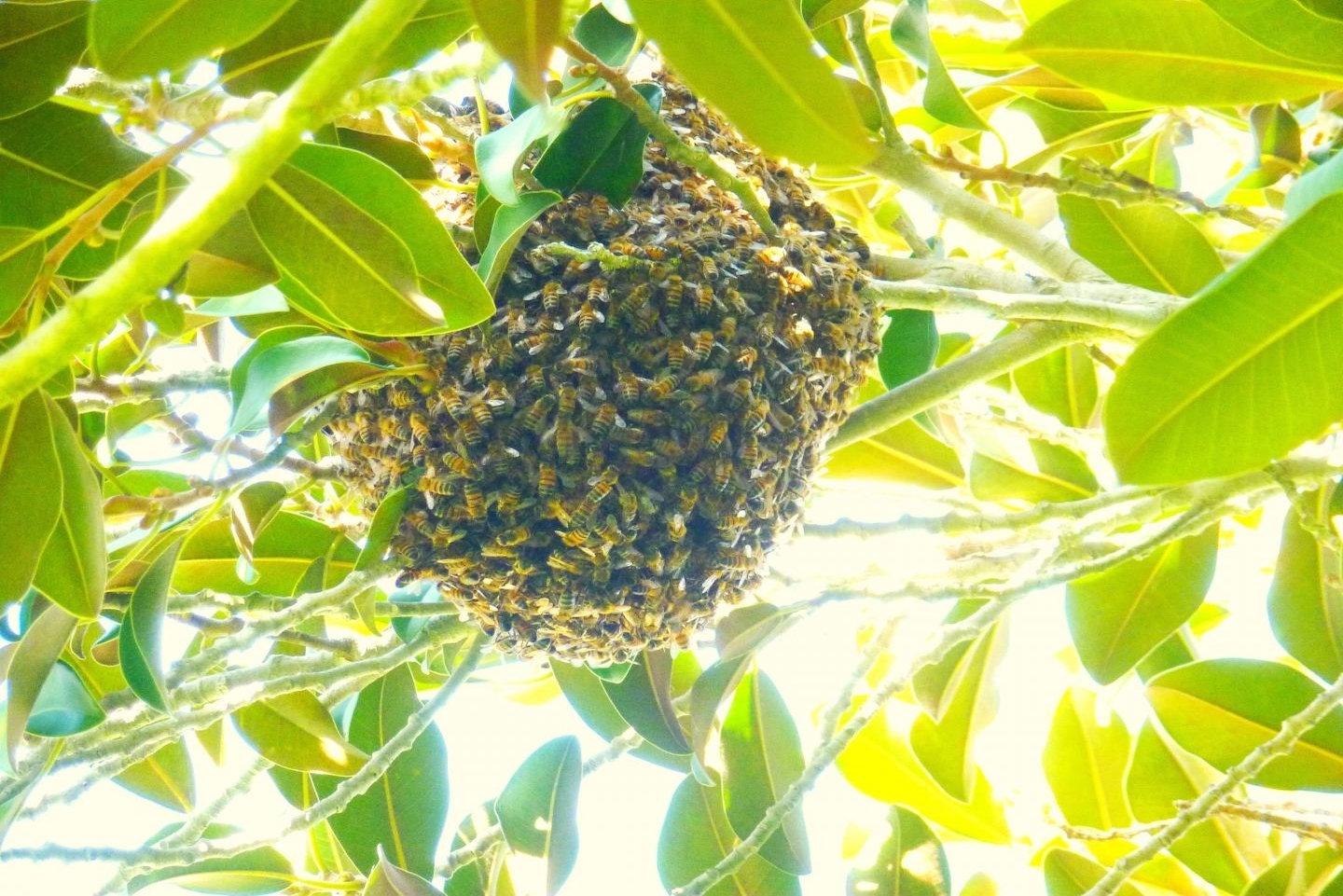 Bees swarming together in a tree