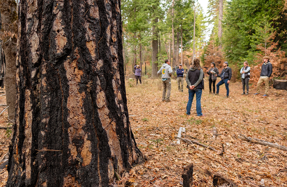 A large tree trunk in the foreground with a group of people standing behind it in the forest