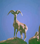 Bighorn Sheep Threatened by Climate Change | UC Berkeley Rausser ...