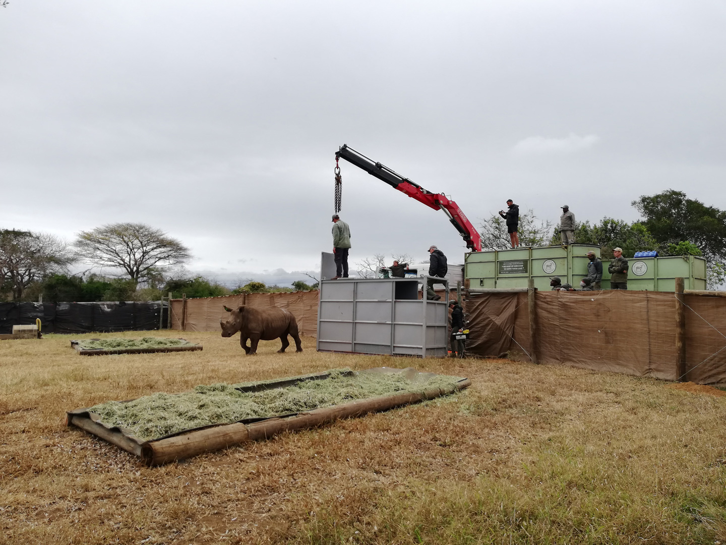 A Black rhino after being relocated.