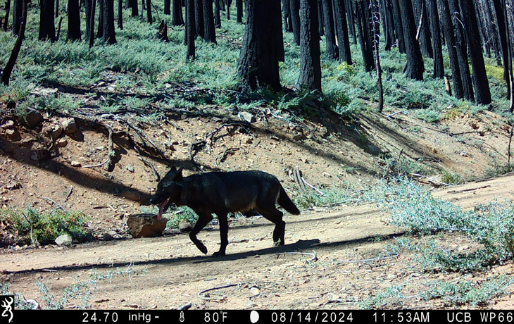 A gray wolf with a satellite tracking collar navigates a forest road in Lassen County, California. 