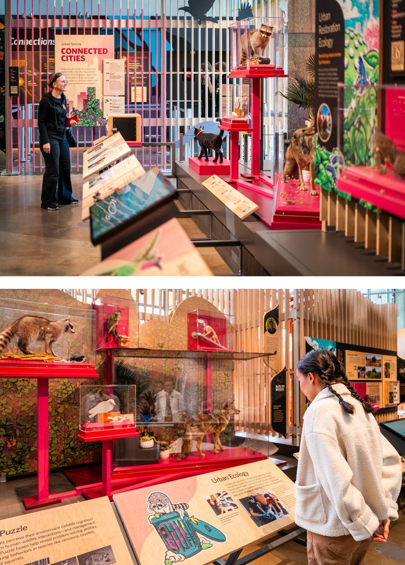 A two-photo composite of people in a museum setting examining exhibits.