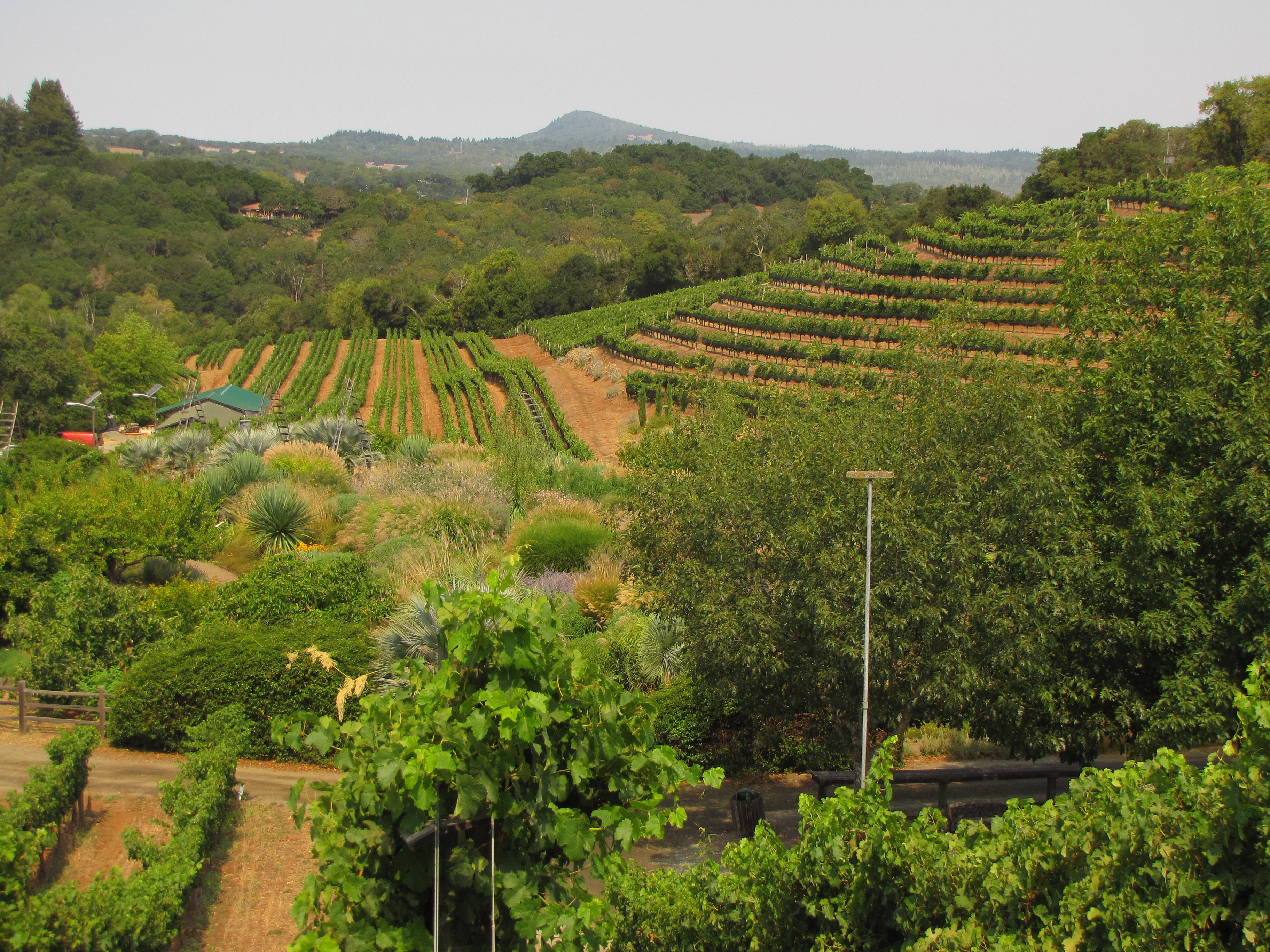 Photo of the Benziger Family Winery in Sonoma County.