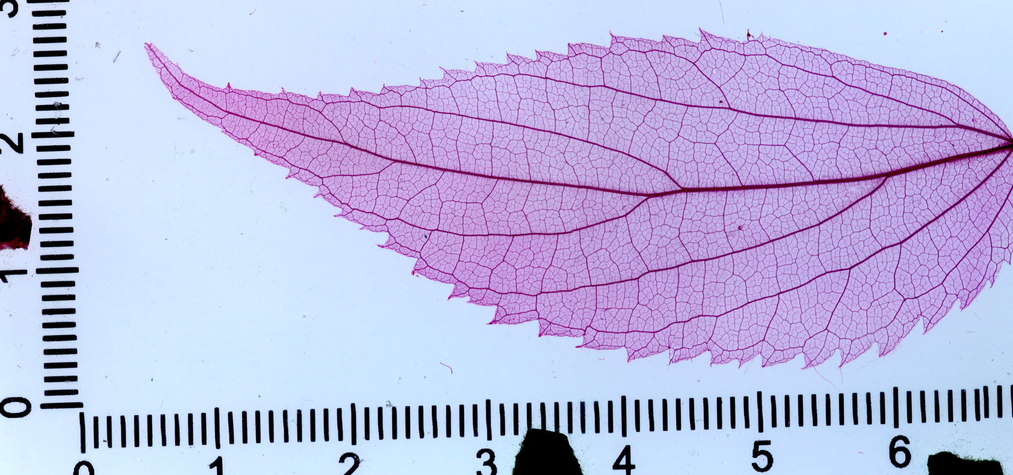 Dried purple leaf sample