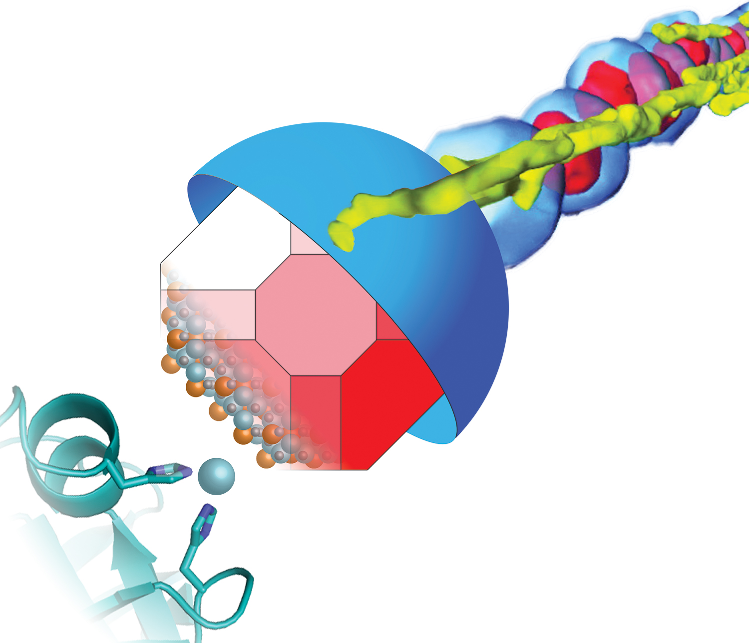 an illustration of bacteria 