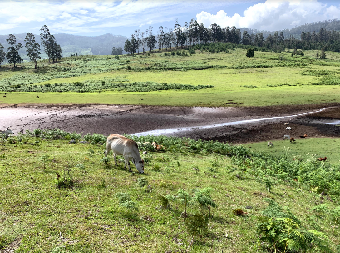 A cow stands grazing in a field on a hill. Behind it, there are two more cows sitting, partly hidden by vegetation. At the bottom of the hill, seven more cows are seen near a stream. In the background, there are evenly spaces trees and a blue sky.