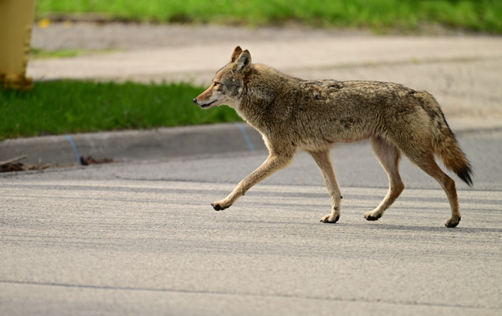 A photo shows a coyote walking across a paved street in an urban environment.