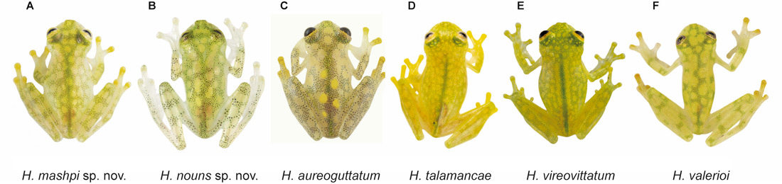 A chart displaying 6 different glass frog species side by side. (From left to right) H. mashpi sp. nov., H. nouns sp. nov., H. aureoguttatum, H. talamancae, H. vireovittatum, H. valerioi