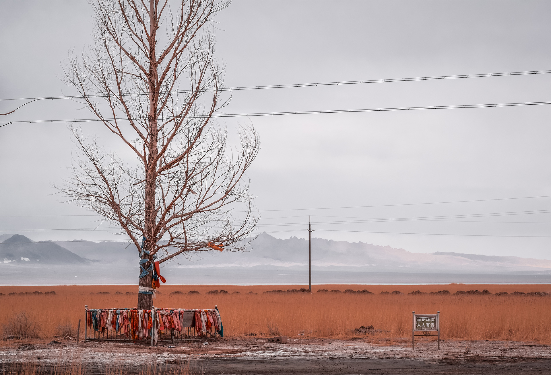 A landscape showing a bare tree and scarves tied around its trunk in Tibet