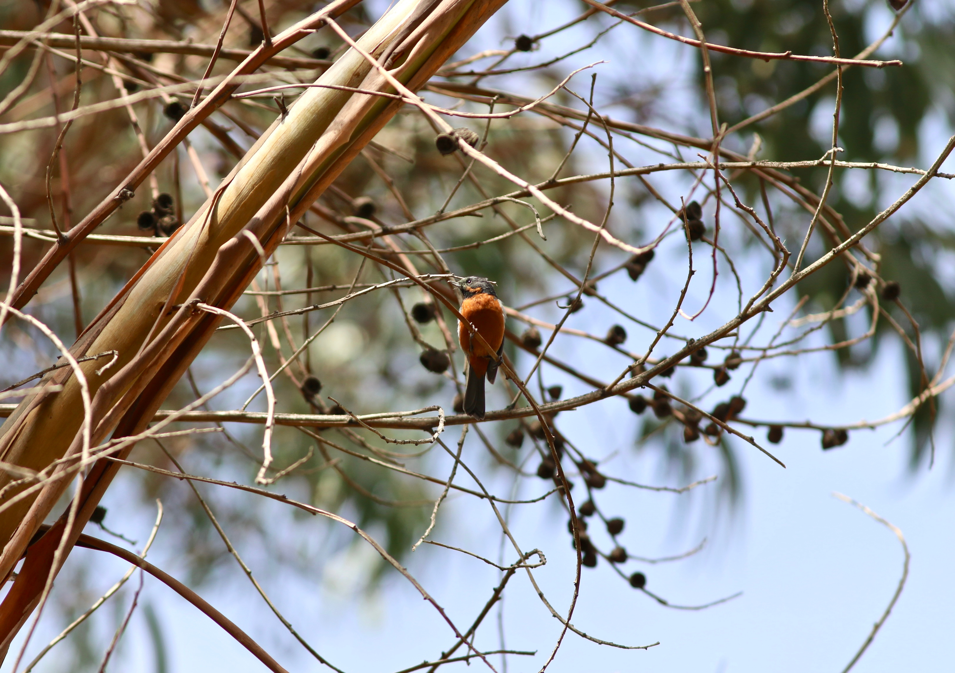 Photo of a bird in a tree.