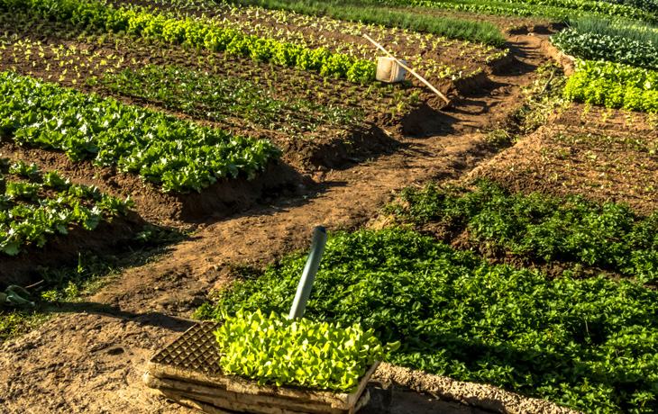 A photo of a farm with multiple rows of green crops and vegetables.