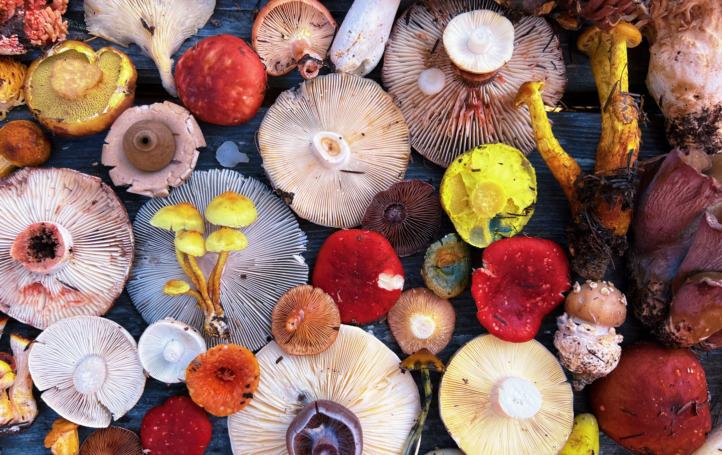 Image of different Fungi