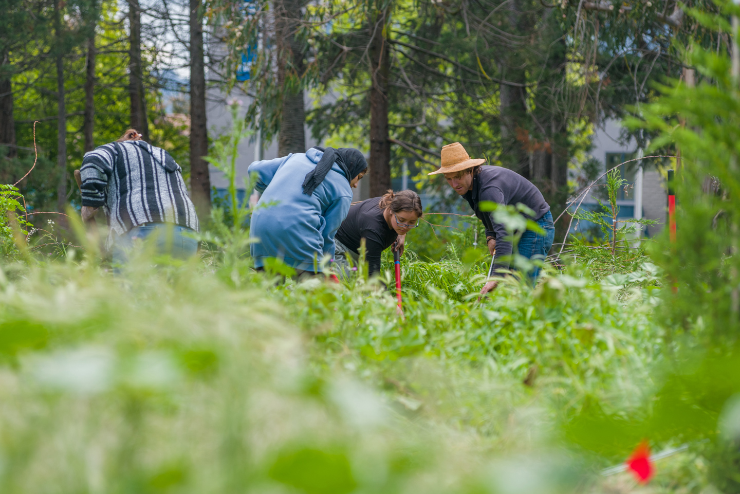 A group of people dig holes in an overgrown patch of green grasses.