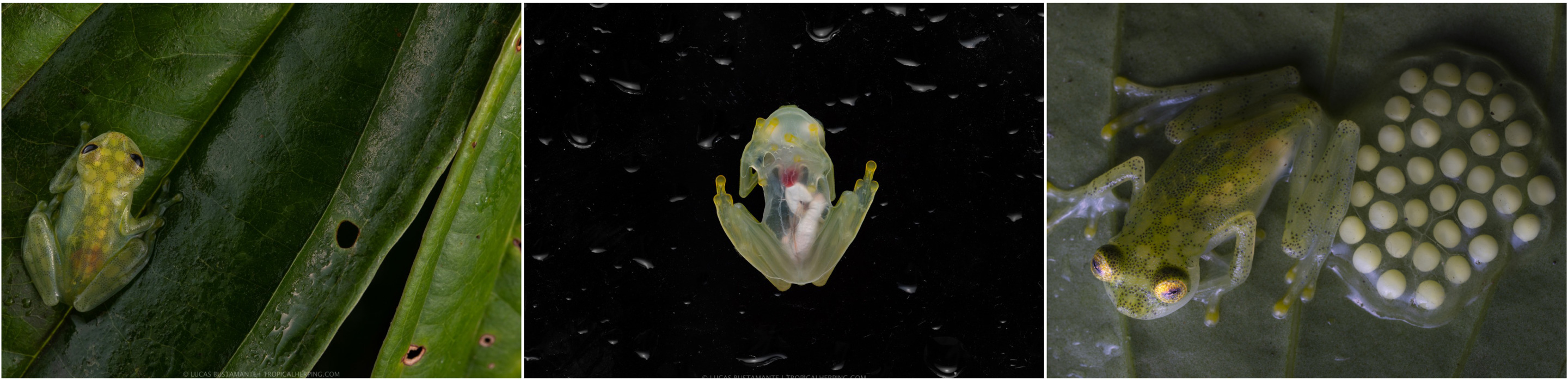  A Mashpi glass frog (Hyalinobatrachium mashpi) observed on a leaf in the Andes region of Ecuador. H. mashpi have similar color patterns (left), transparent abdomens (center), On the right, a male Mashpi glass frog protects its eggs until they hatch