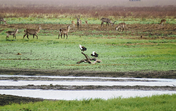 Gorongosa National Park in Mozambique