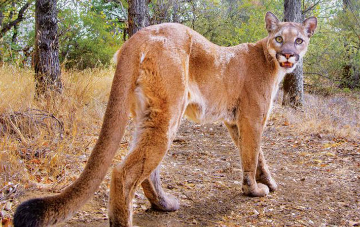 Image of Hastings Mountain Lion