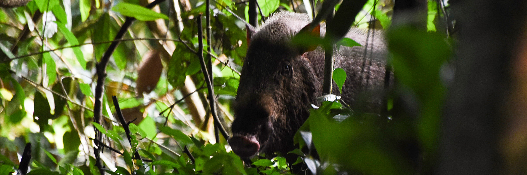 A bearded pig peeks through green foliage in the jungles of Borneo