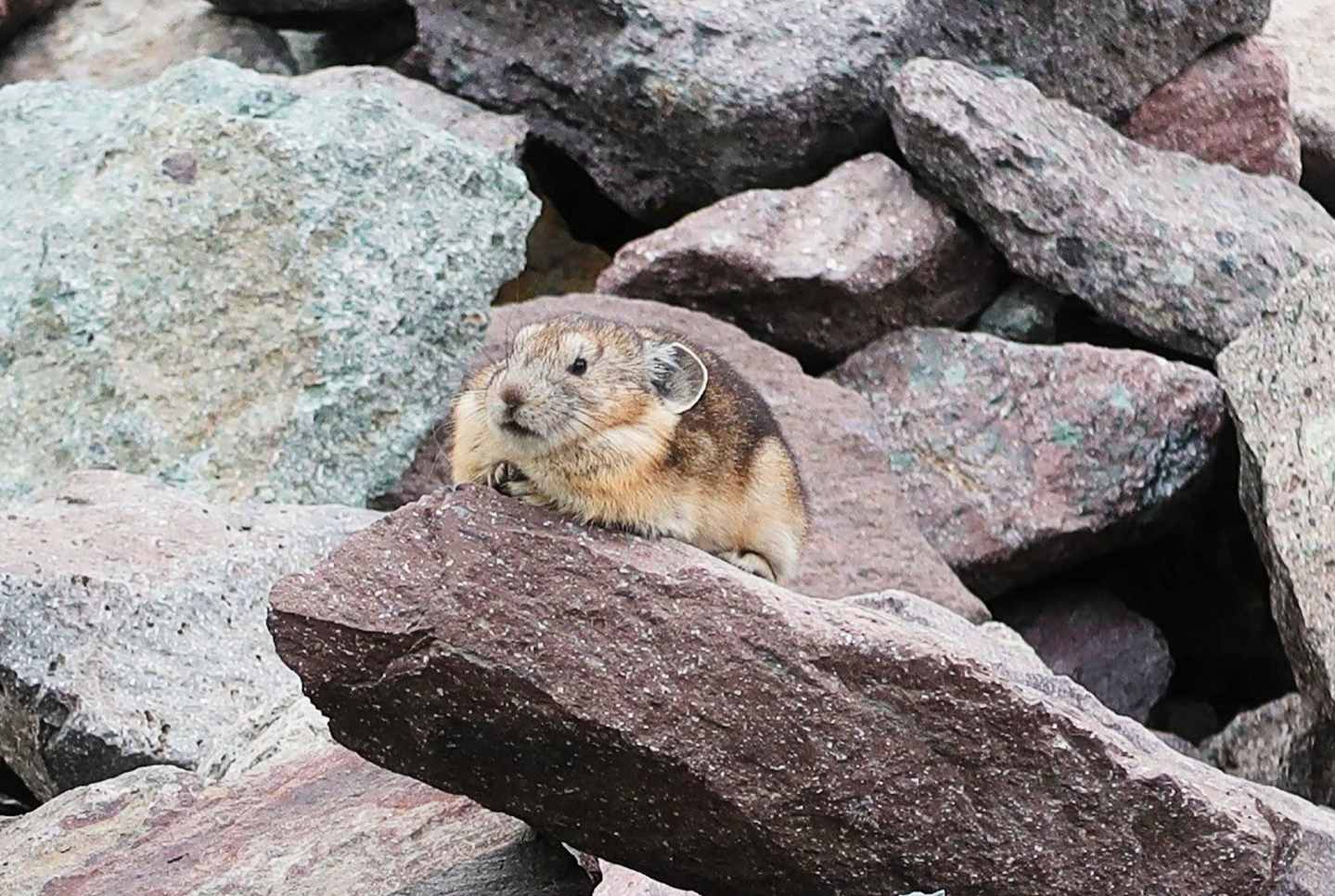 An American pika, the subject of Gale-Hendry's research, stands on a roc