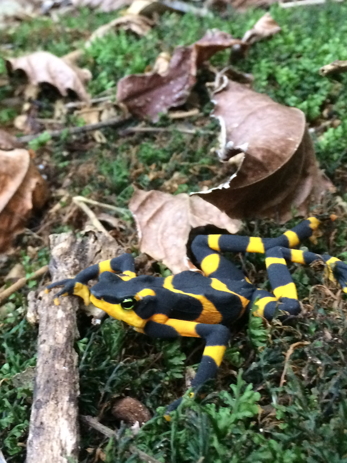 A yellow and black striped frog on leaves.