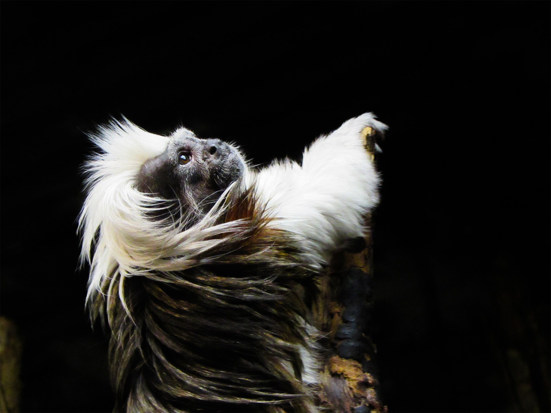 A dramatic image of a tamarin monkey gazing up against a black background