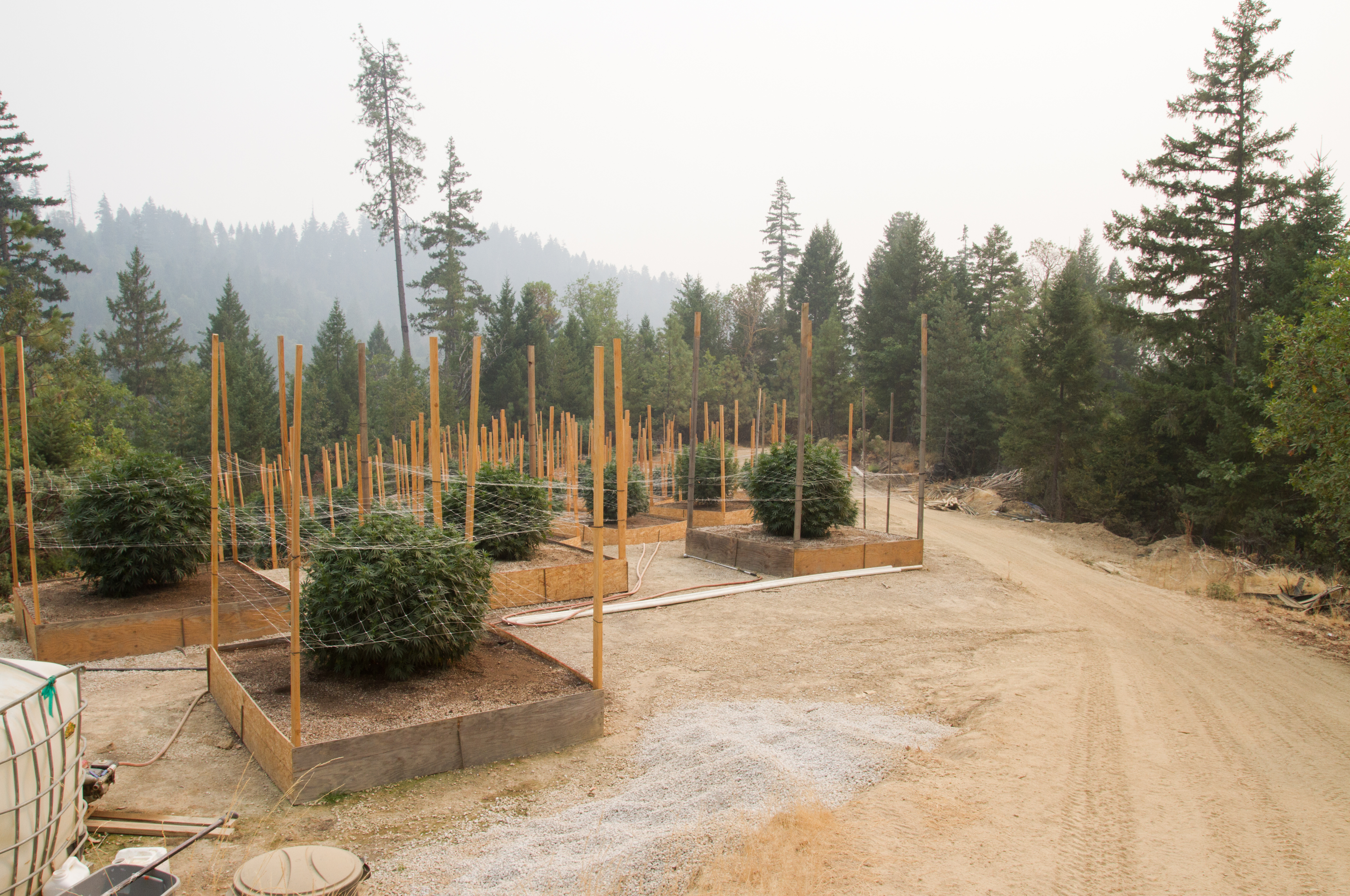 Cannabis farm, with plants in separated beds.