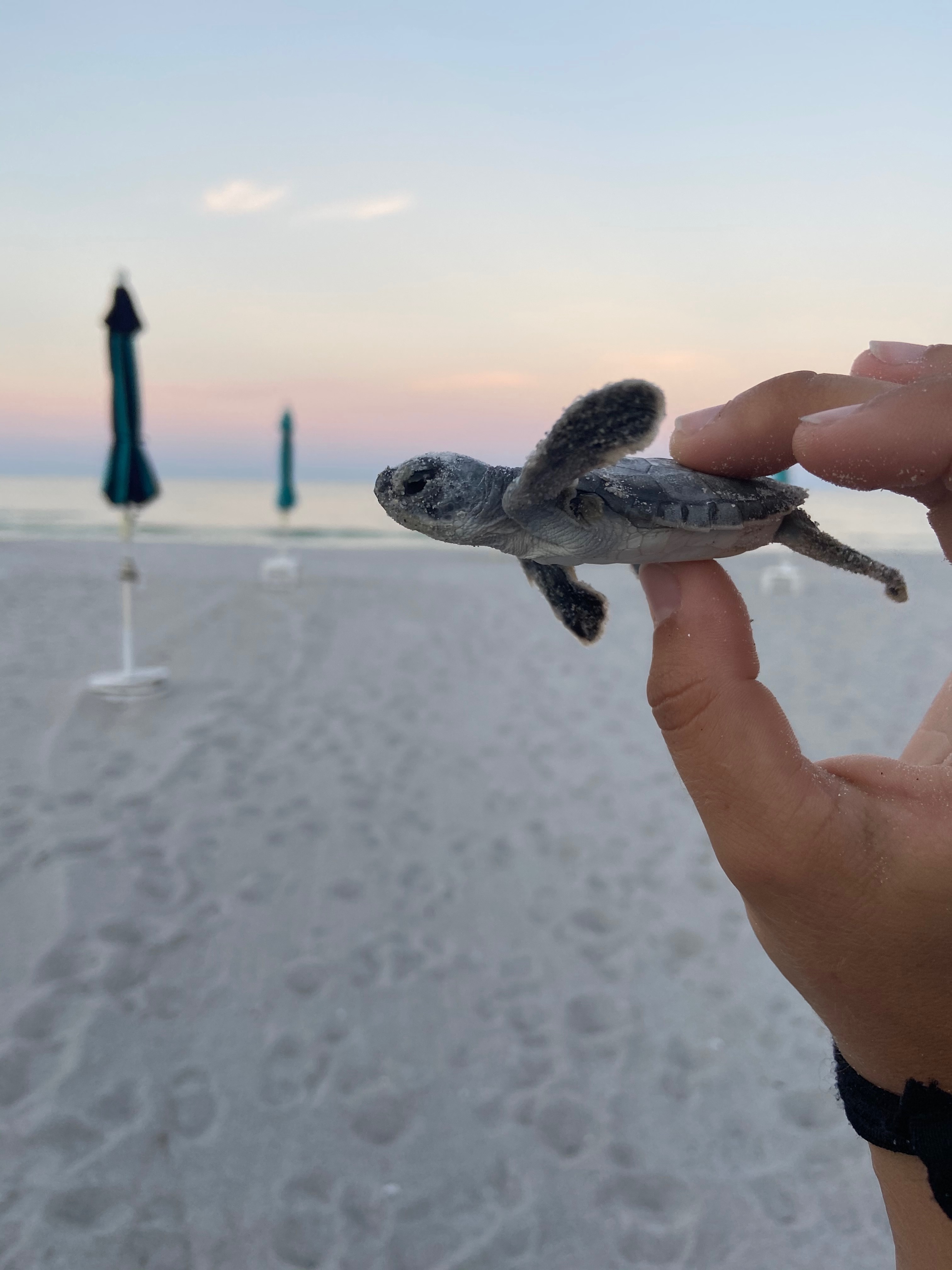 Aileen Lavelle holding a turtle.