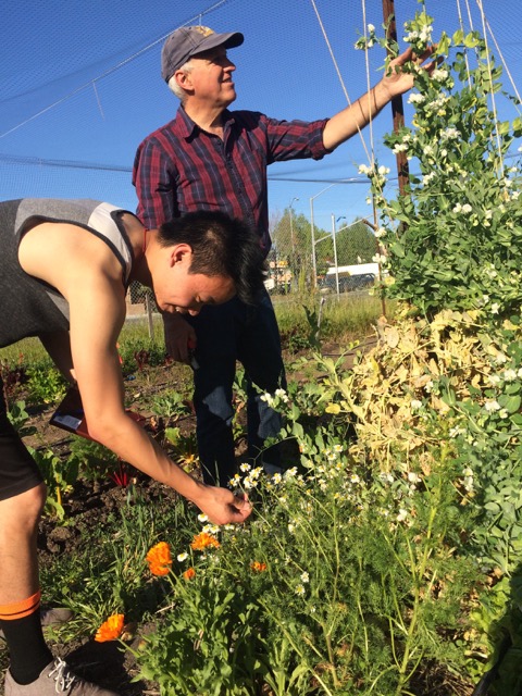 Professor examining farm plant with student