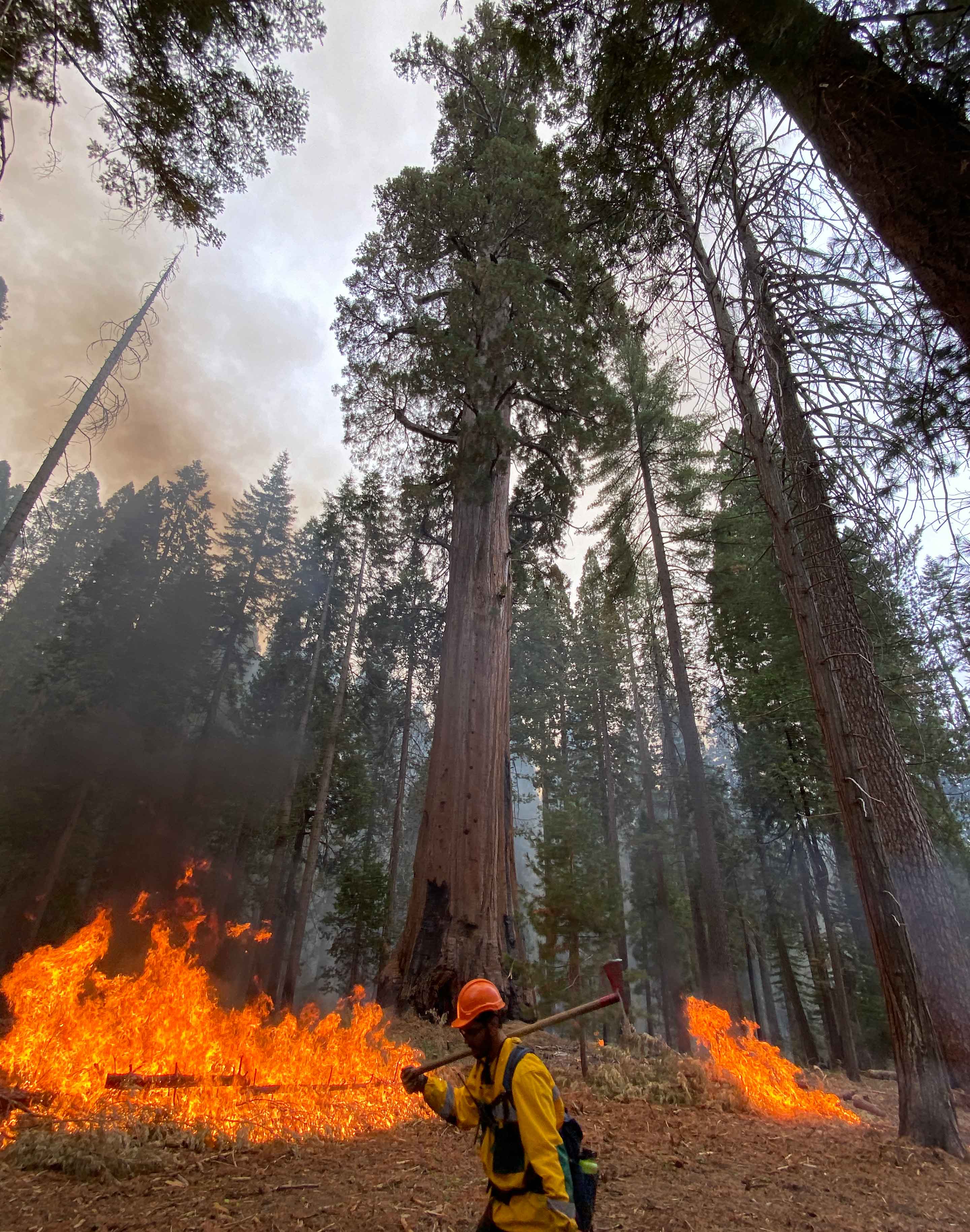 A forest with fire on the forest floor and a forestry worker holding an ax