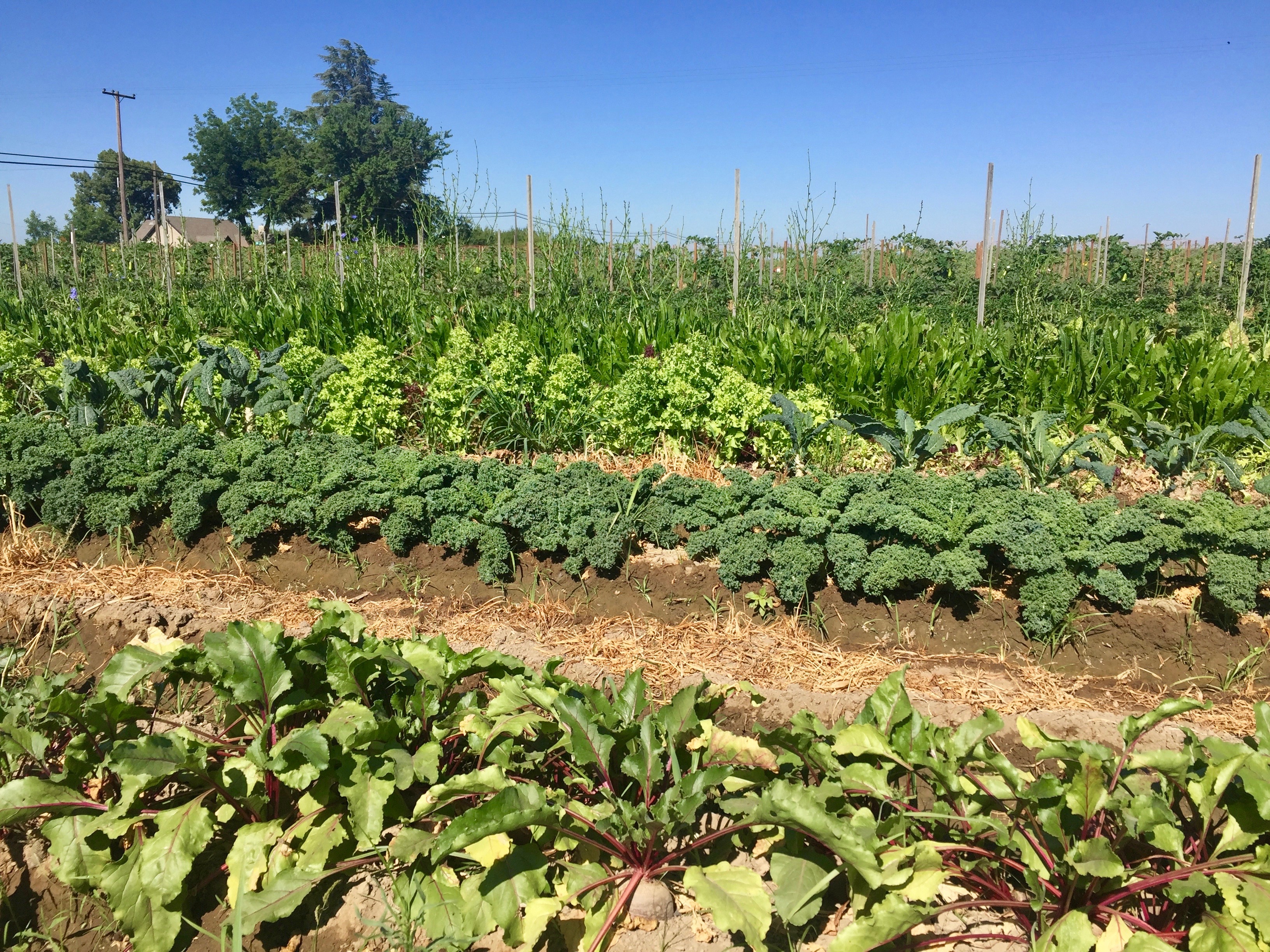 Polyculture farm showing different crop rows in Fresno County