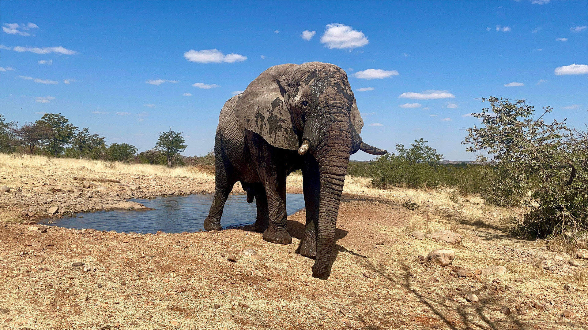 An elephant walking near a small body of water
