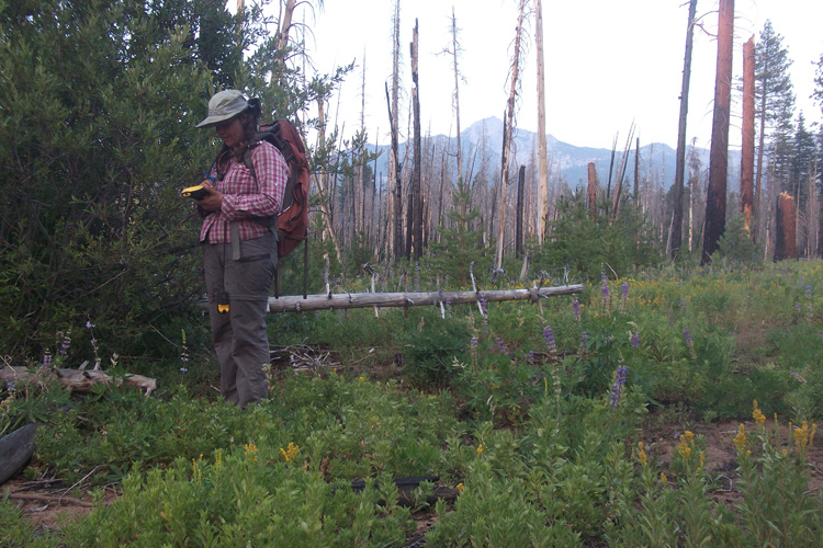 Researcher in a forest