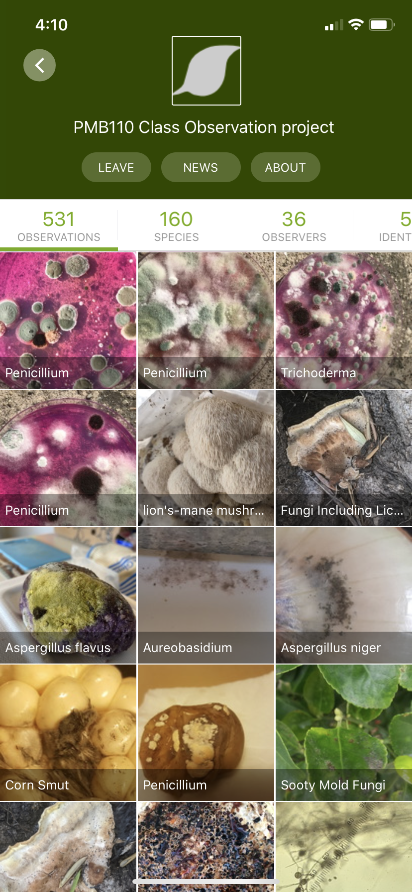 Screenshot of an iNaturalist screen with fungi samples