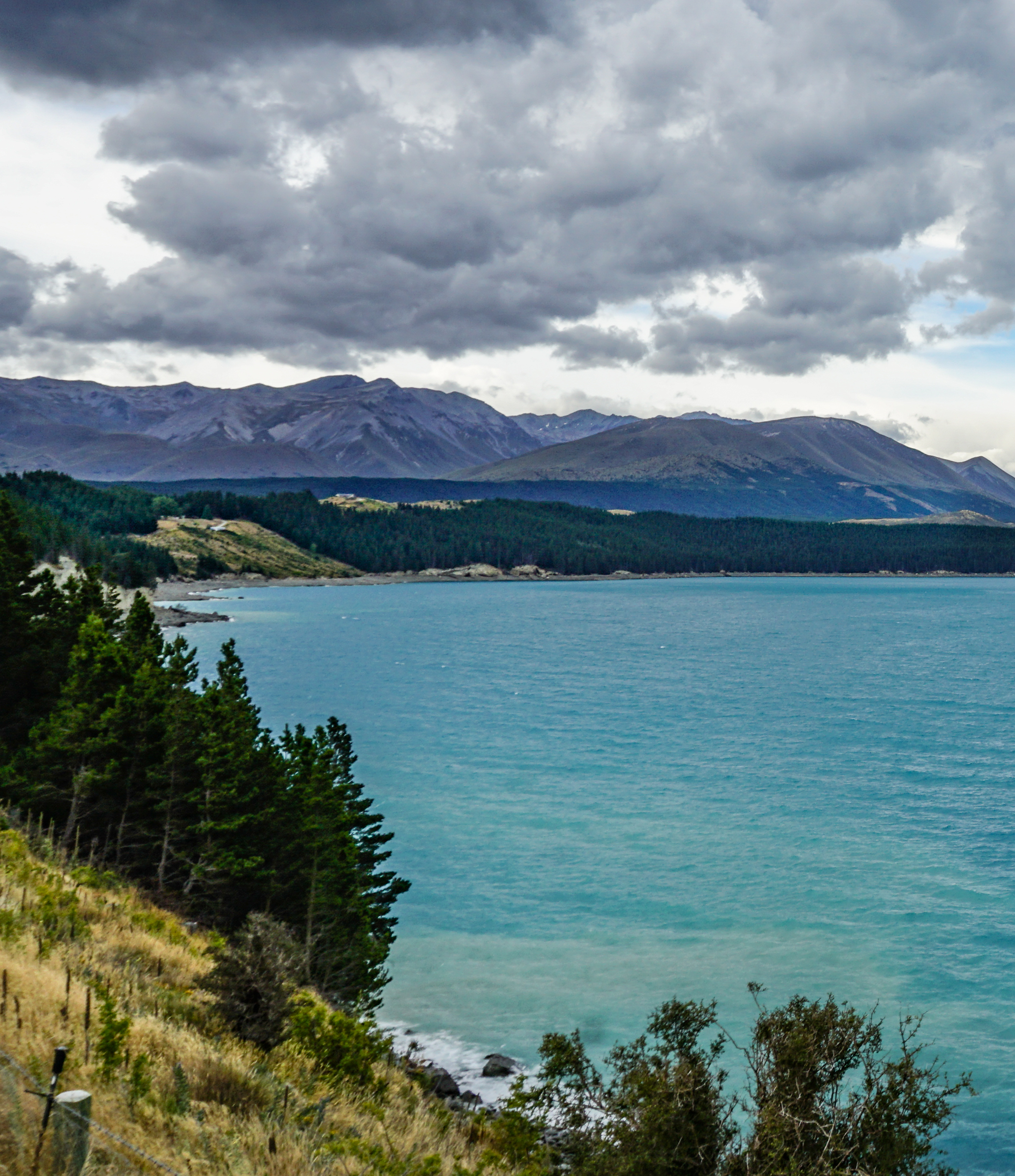 Wilding pines in New Zealand