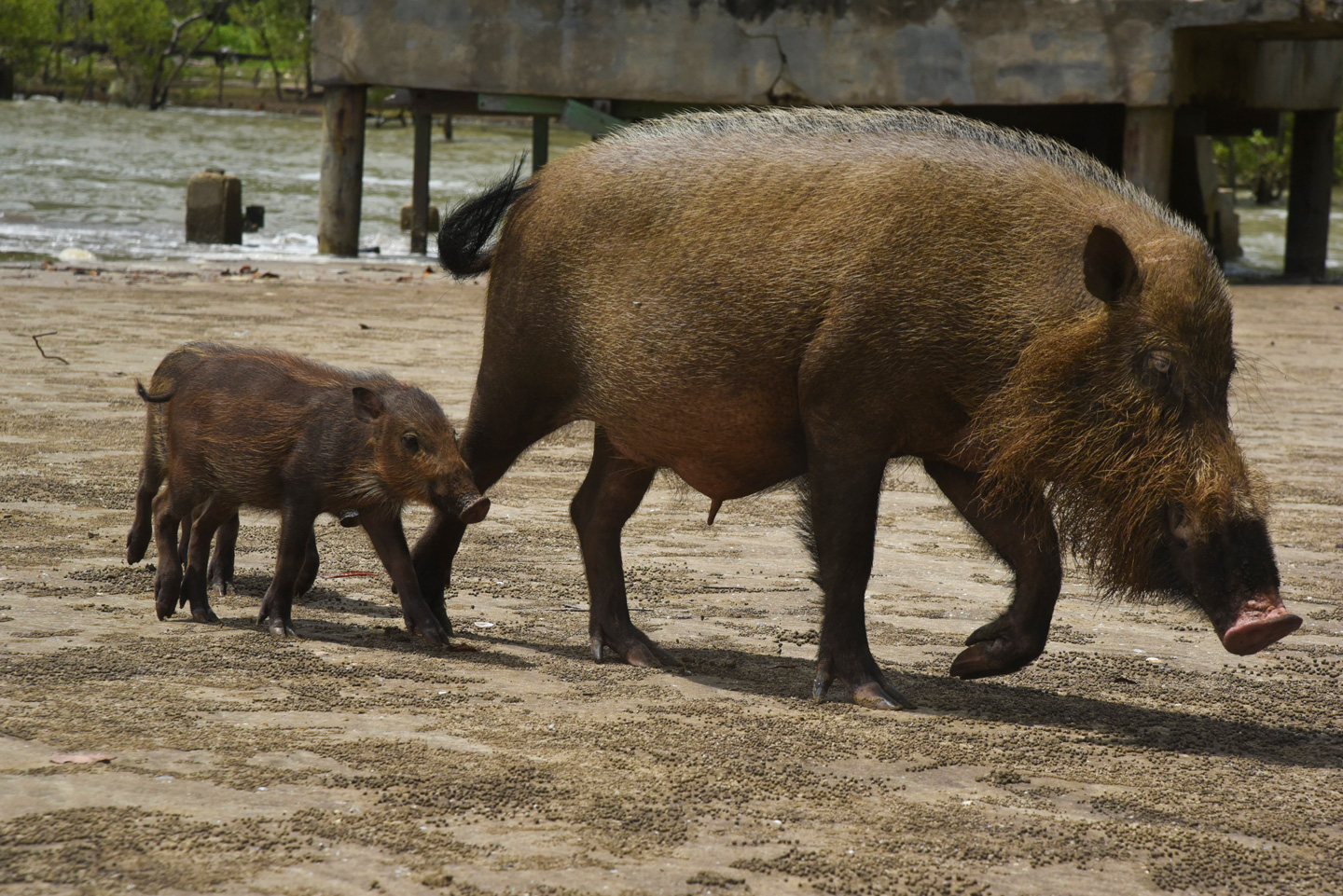 A photo of a bearded pig and piglet walking through a sandy area.