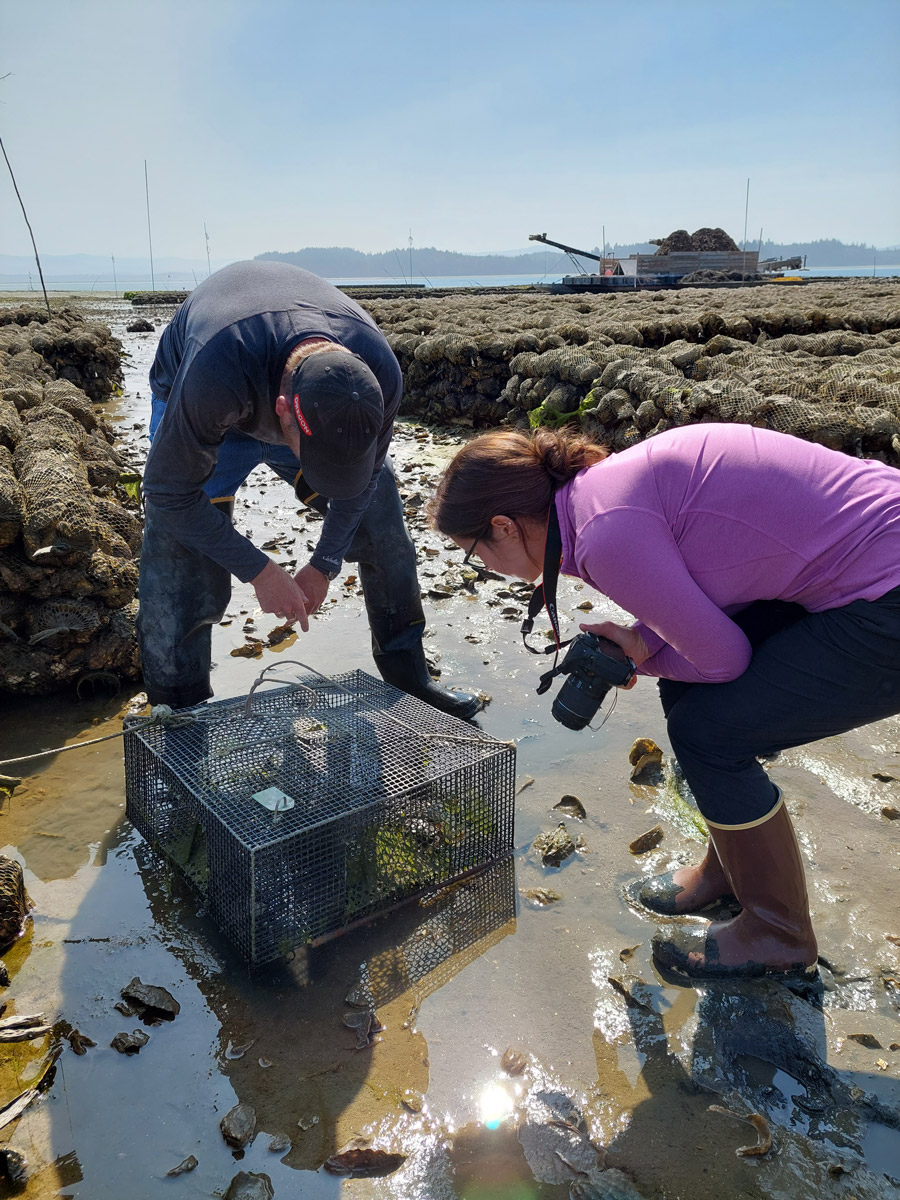 Two people examining a metal cage on a muddy shoreline. One person is crouched with a camera, while the other adjusts the cage. Rows of similar cages and a barge are visible in the background.